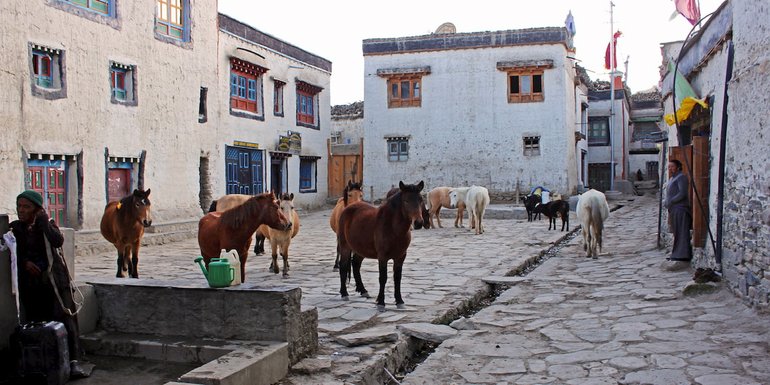 Horses in Lo Manthang