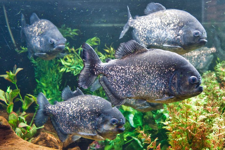 The Piranhas in the tank look benign, but I don't like the way the one in the back is looking at me.