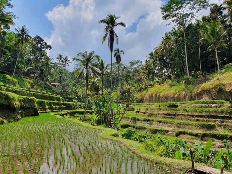 Rice fields in Ubud