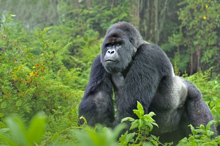 Gorillas in Rwanda