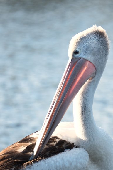 Corellas, Female Superb Fairy Wren and Australian Pelican