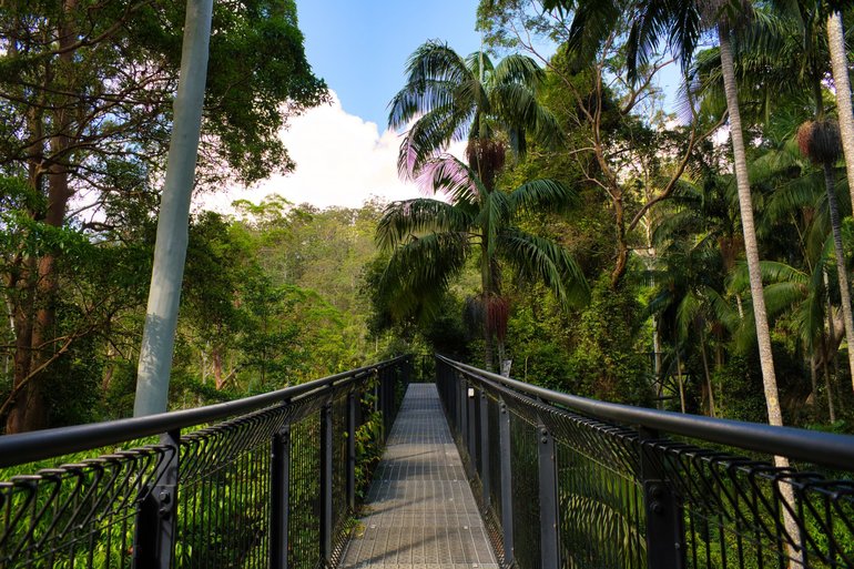 The Skywalk which takes you into the canopy