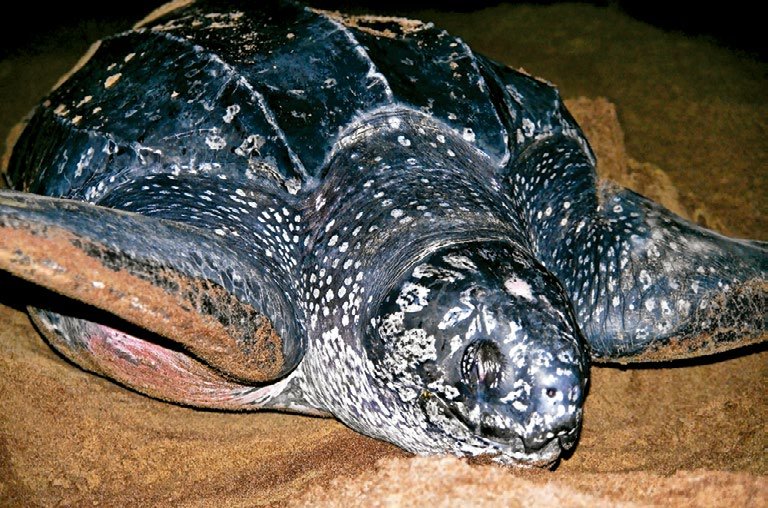 Leatherback Sea Turtle in Costa Rica