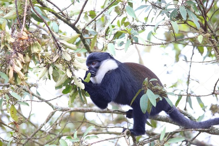 L'hoest Monkey in Nyungwe National Park