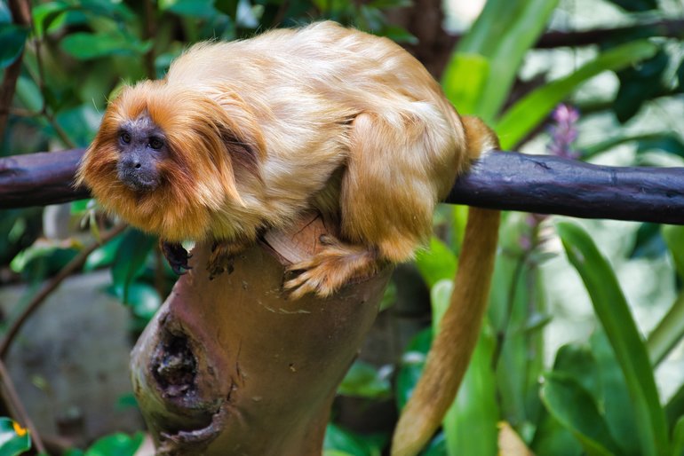 Golden Lion Tamarin, as well as other monkeys, have a large space to swing around.