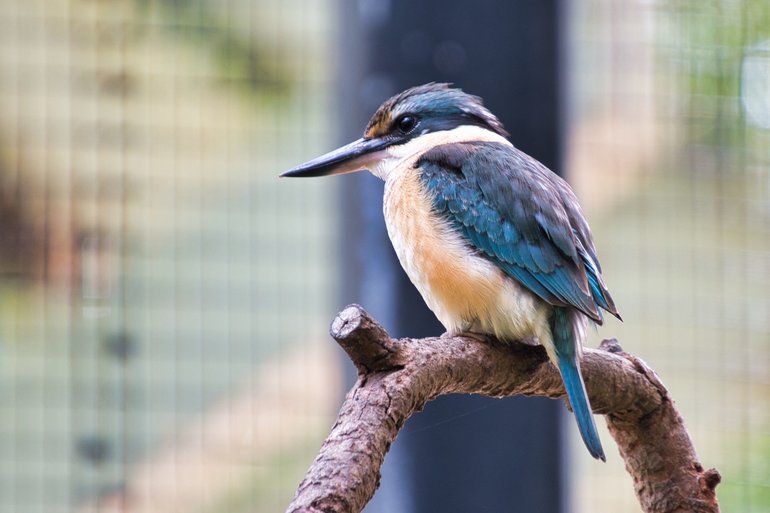 Looking for the birds in the aviary can take you a while, especially little ones like the Sacred Kingfisher