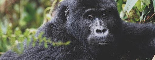 What is the Best Time for Gorilla Trekking in Uganda and Rwanda