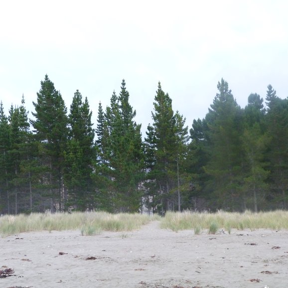 The Pine Forest in which our Campsite was hidden away