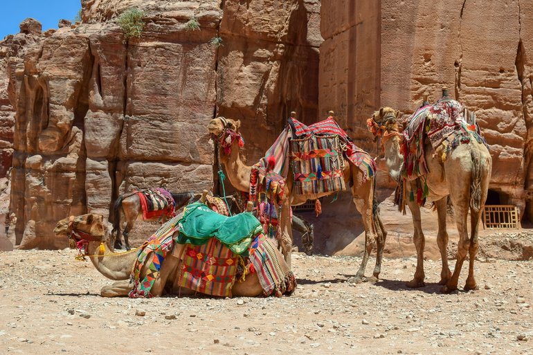 Camels of Petra