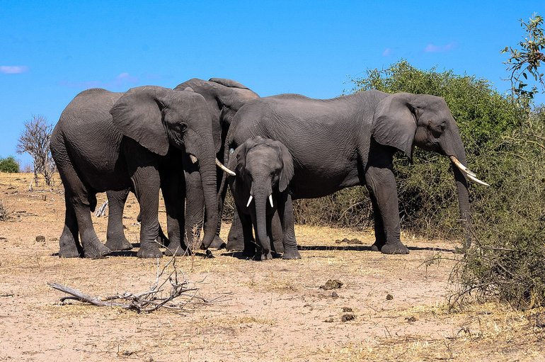 Chobe Day Trip