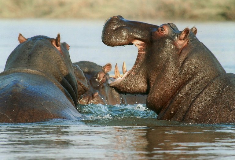 Okavango Delta- Hippopotamus