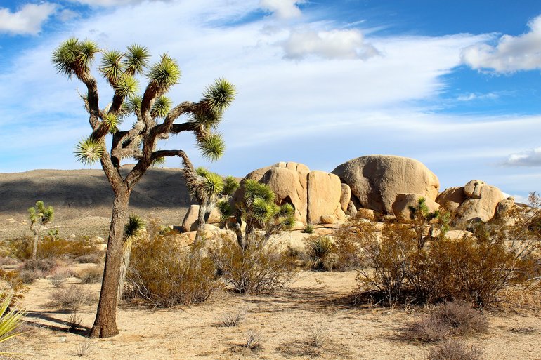 Joshua Tree National Park