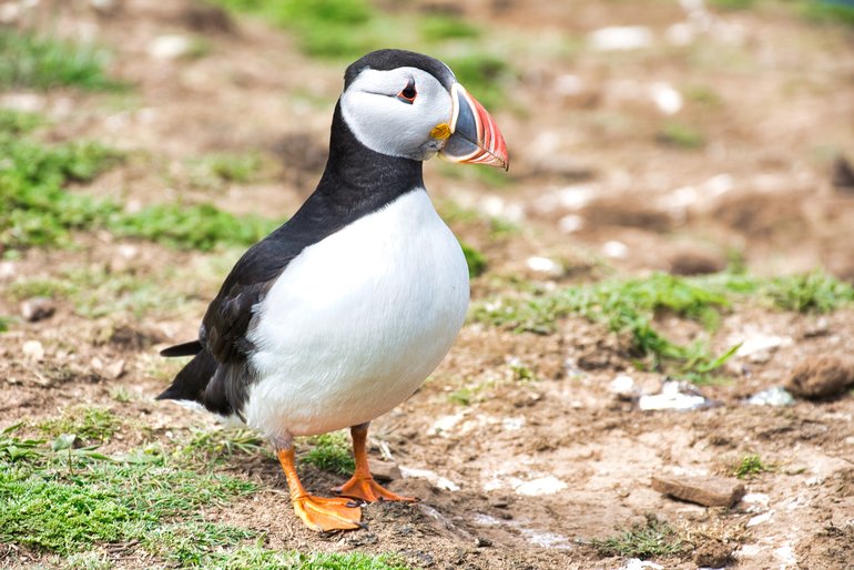 The Puffins were right beside the path and would sometimes cross it