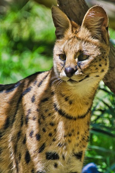  The Serval is always on the lookout for something.