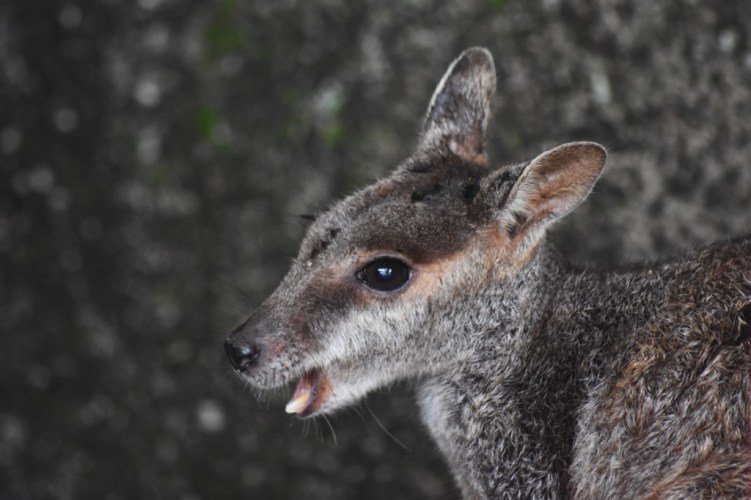 Little Wallaby On Magnetic Island