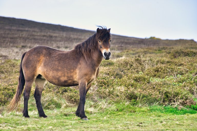 A Wild Pony on the moors of Exmoor National Park