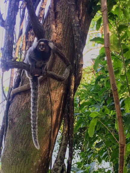 Marmoset monkey 