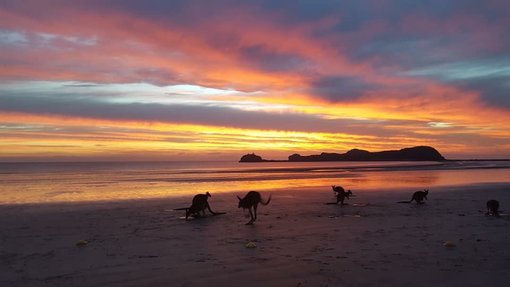 The Magic of Cape Hillsborough - North Queensland