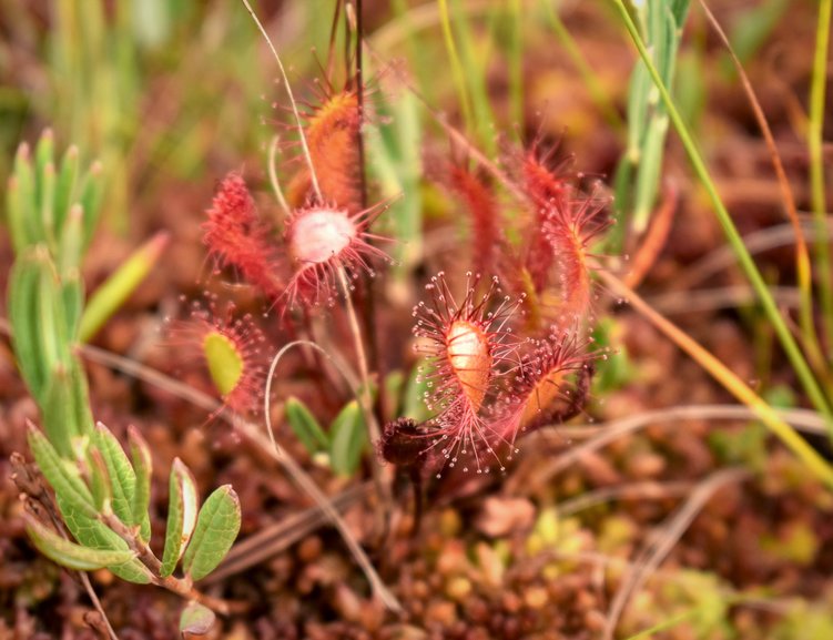 Sundews - a tiny carnivorous plant