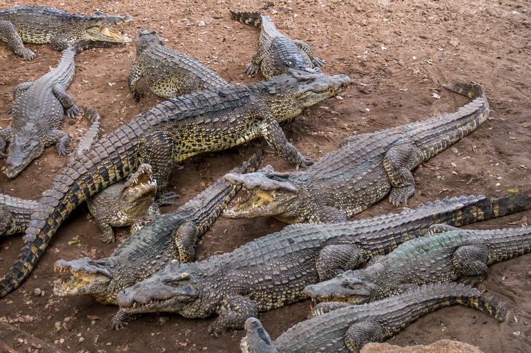 Crocodile conservation and breeding center in Cuba