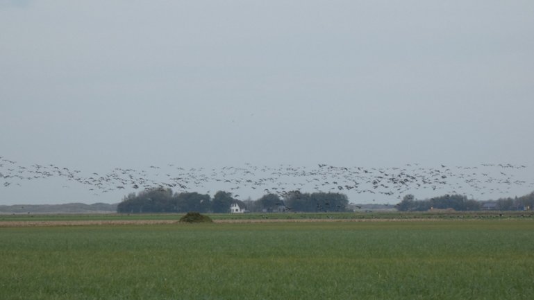 The Island of Texel. Photo by Irene Paolinelli