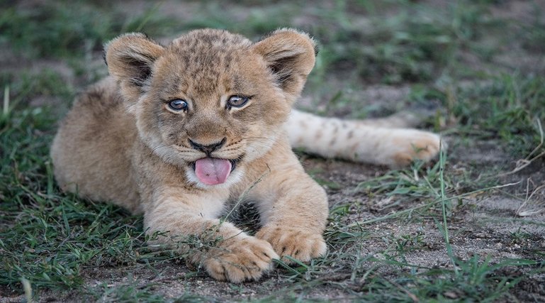 Tanzania Wildlife Safari