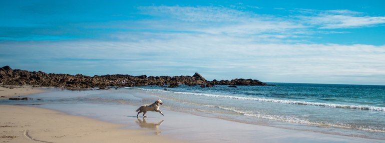 Little Austinmer Dog Beach