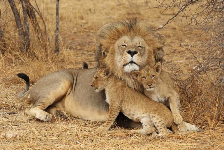 Lake Manyara National Park-Lions