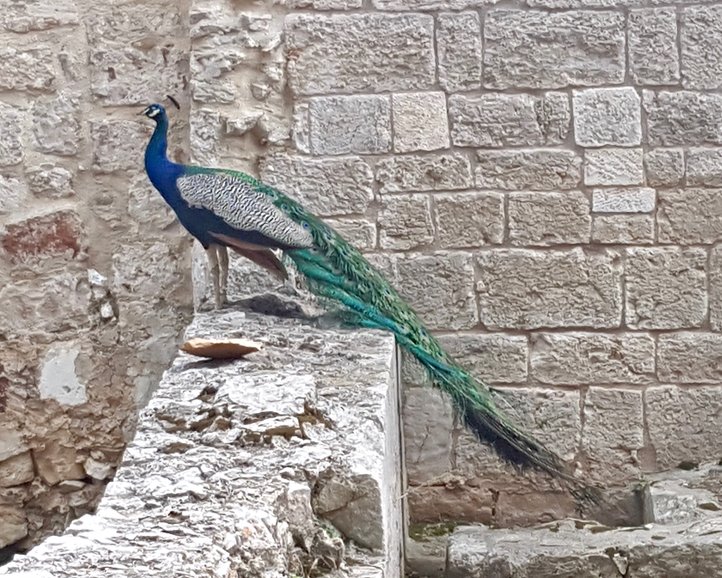 A peacock of Lokrum
