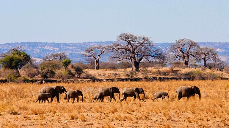 Elephant in Tarangire National Park