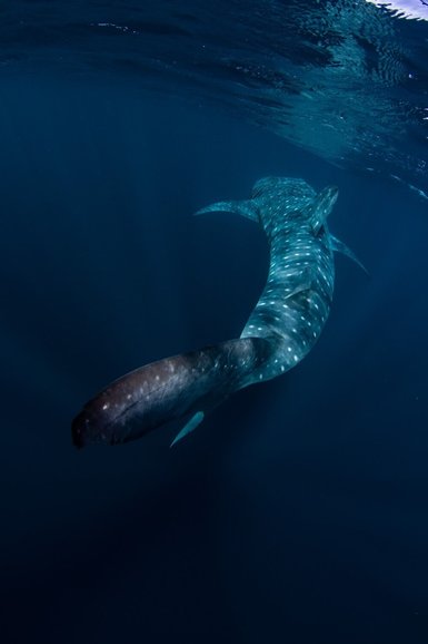 Whale shark