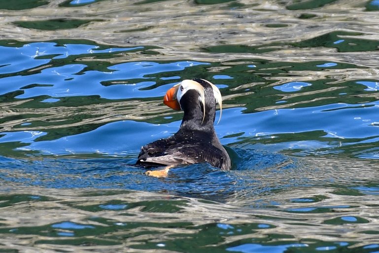 Puffin in Kodiak bay