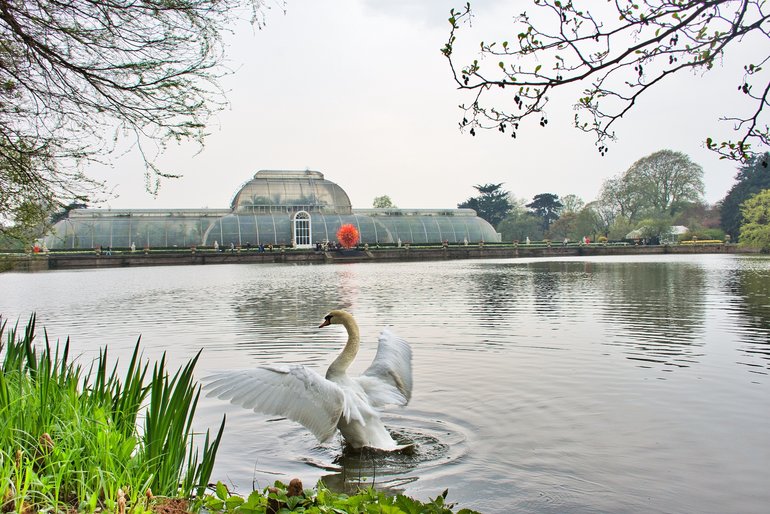 Another one in a million shot with a White Swan giving its best model moves