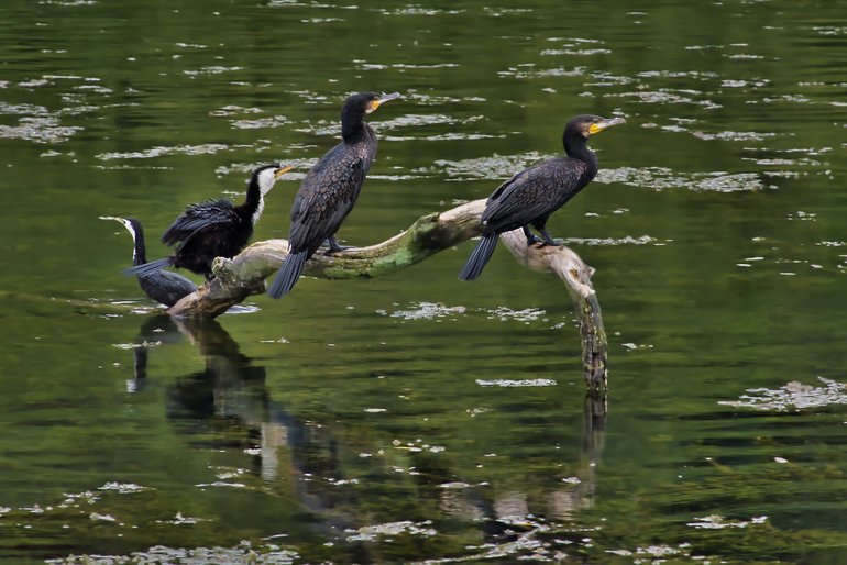 Some of the waterbirds you'll find along the Waikato