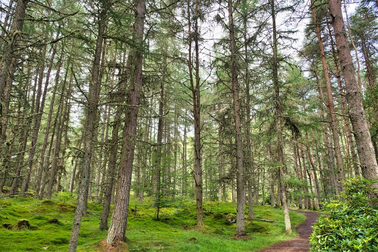 The beginning of the Bruar Falls Track through the woods