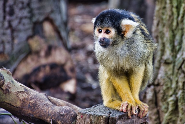 One of the great attractions, London Zoo, you can visit with this pass.