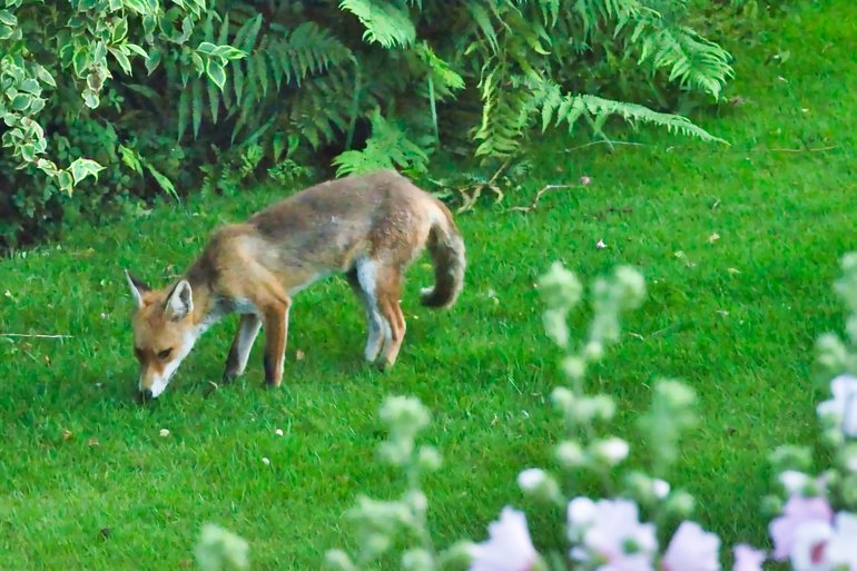 You never know who might turn up in a suburban backyard.