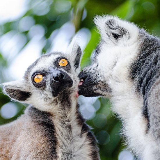 Lemur Catta