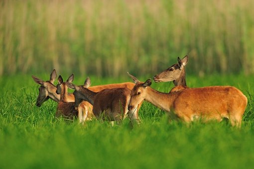 2020 Rutting Season in Kopački Rit Nature Park