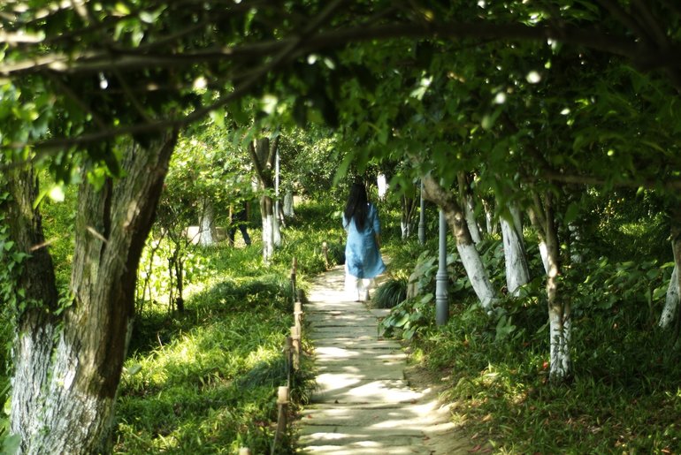 A shaded and beautiful path