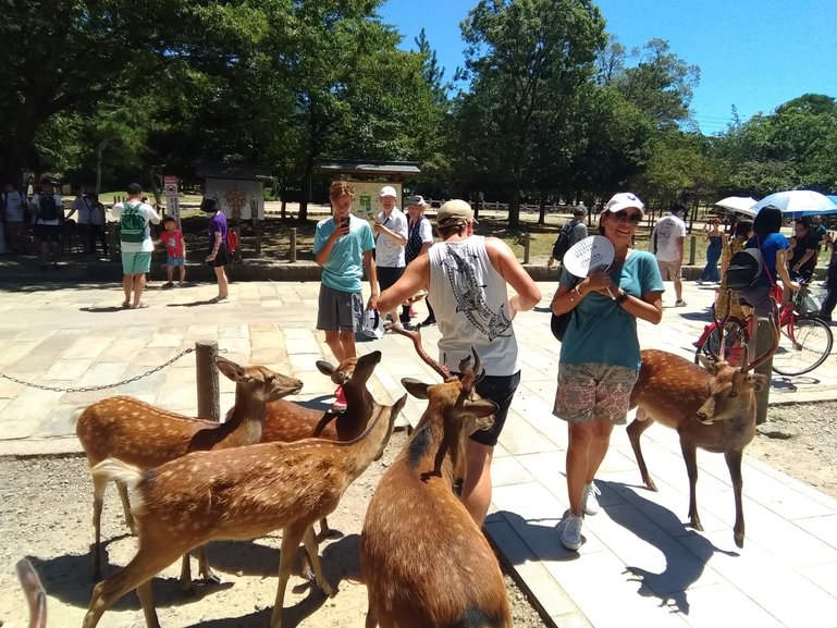 Deer feeding time for the kids !