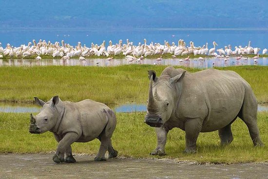 Serengeti Black Rhino