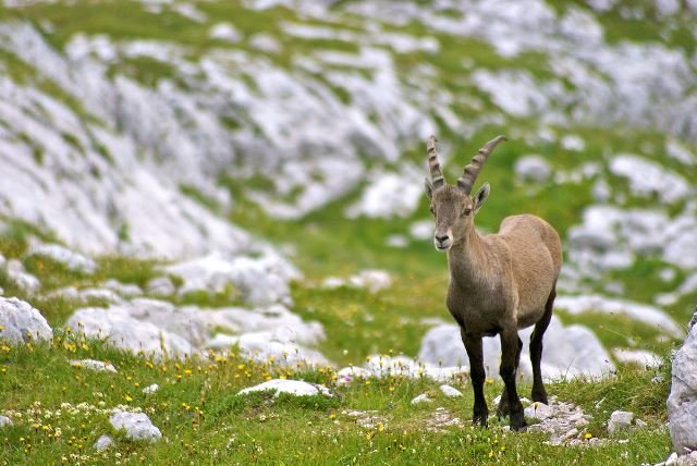 Himalayan Goat