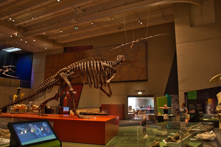 The Dinosaur exhibition has a cast of Dinosaur footprints made during a stampede found near Winton