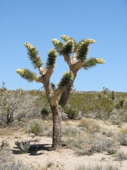 Joshua  Tree