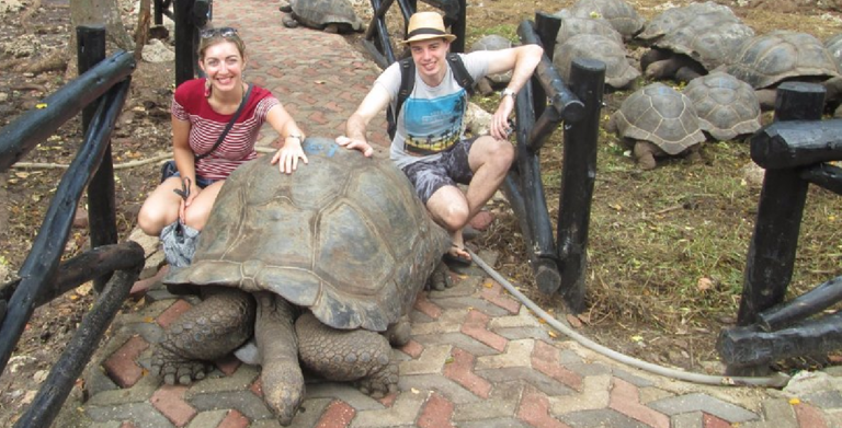 The Giant Turtoes During the prison Island Boat tour