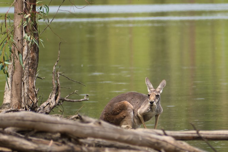 A Kangaroo that has come down to the river for a drink.