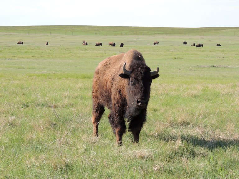 Buffalo herd in Yellowstone's Lamar Valley