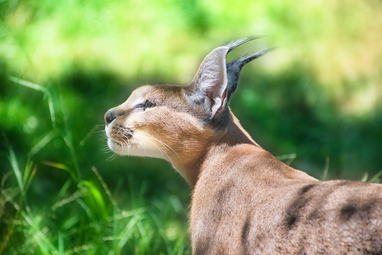 The Caracal is in a very reflective moment.