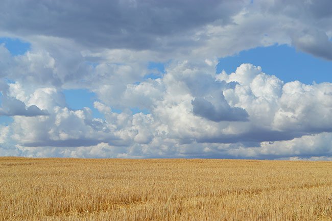 Landscape of a wheat field in Auvers